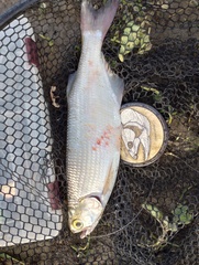 Hiodon alosoides