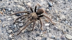 Aphonopelma johnnycashi