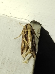 Spodoptera dolichos
