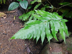 Pleocnemia irregularis