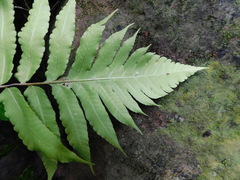 Pleocnemia irregularis