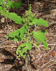 Verbesina virginica