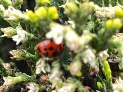 Harmonia axyridis