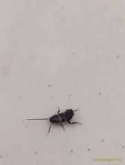 Periplaneta fuliginosa