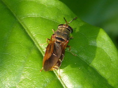 Hermetia chrysopila