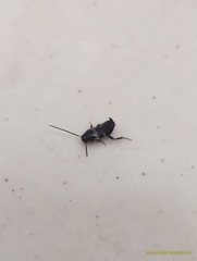 Periplaneta fuliginosa