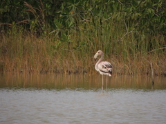 Phoenicopterus ruber