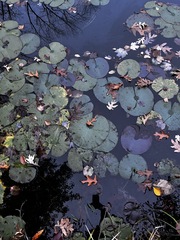 Nymphaea odorata