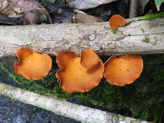 Favolus acervatus