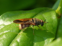 Hermetia chrysopila