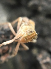 Danepteryx