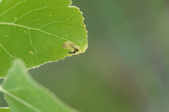 Stigmella salicis