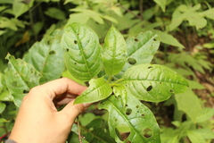 Phytolacca rivinoides