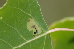 Stigmella salicis