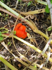 Leratiomyces erythrocephalus