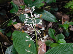 Globba pendula