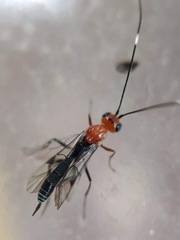 Oedemopsis