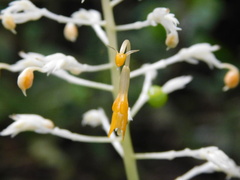 Globba pendula