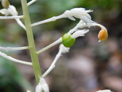 Globba pendula