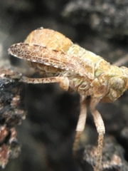 Danepteryx