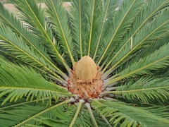 Cycas revoluta