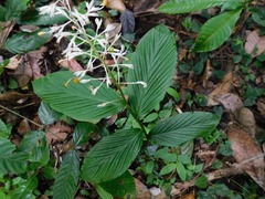 Globba pendula