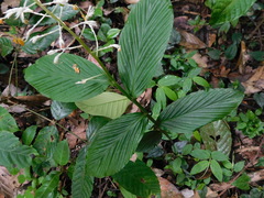 Globba pendula