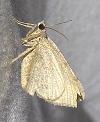 Frederickia s-signata