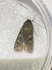 Spodoptera exigua