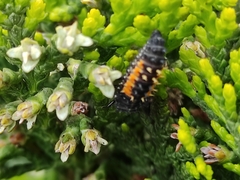 Harmonia axyridis