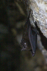 Peropteryx