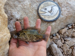 Ambloplites ariommus