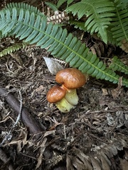 Suillus ponderosus