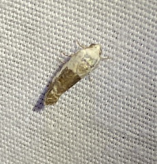 Ponometia candefacta
