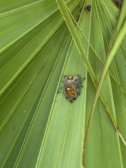 Phidippus regius