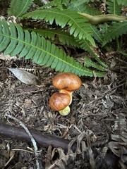 Suillus ponderosus