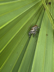 Phidippus regius