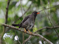 White-Chinned Thrush photo 3
