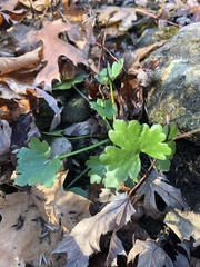 Ranunculus sceleratus