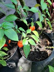 Capsicum baccatum