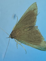 Pyraustinae