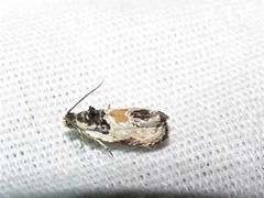 Olethreutes griseoalbana