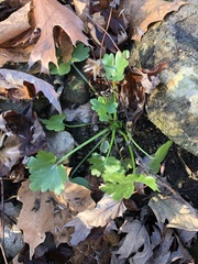 Ranunculus sceleratus