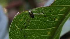 Theridion
