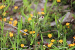 Calochilus