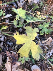 Anemonastrum canadense