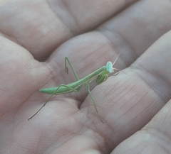 Coptopteryx argentina