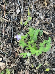 Geranium caespitosum