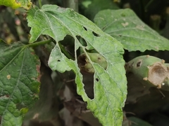 Malvaviscus arboreus