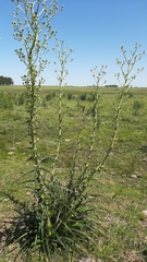 Eryngium horridum
